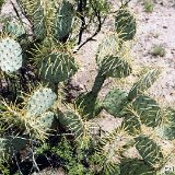 Opuntia phaeacantha v. mojavensis, Az ©JL3599.jpg